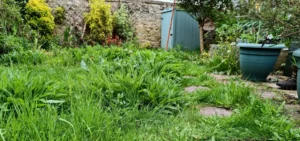 wild flowers in a overgrown garden
