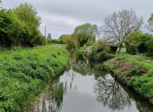 River Cam with willow trees on the bank