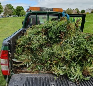 Pick up truck with a heap of creeping thistle on the back