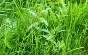 Young yellow rattle in grass