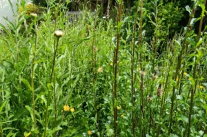 Close up of wildflowers just coming into flower. Mostly stems and leaves with small flower buds