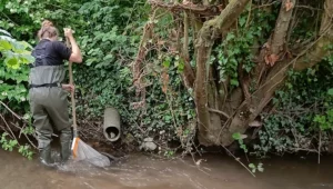 Person collecting riverfly in the river with a net