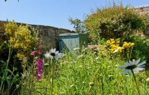 Wildflowers in a garden. Wall in background and blue sjy
