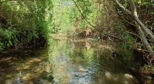 A river with lots of trees on both banks with reflections in the later