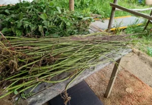 Nettle stalks stripped of leaves in a bundle on a table. Pile of nettle leaves behind it