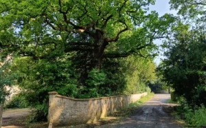 Country lane with a wall to the left and a large oak behind the wall