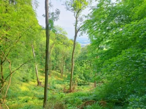 Sunlit view between trees in a woodland. Faint hills in background against the sky