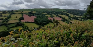 Fields on the side of a hill with boundaries formed by lines of trees