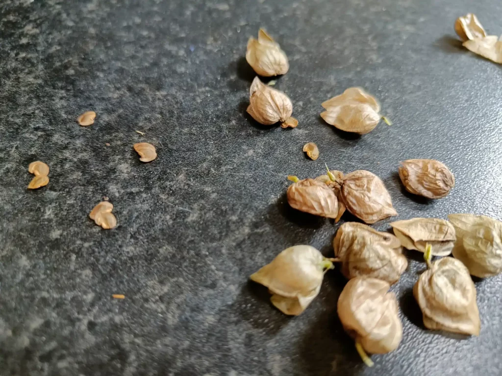 Seeds and pods scatted on a black table top
