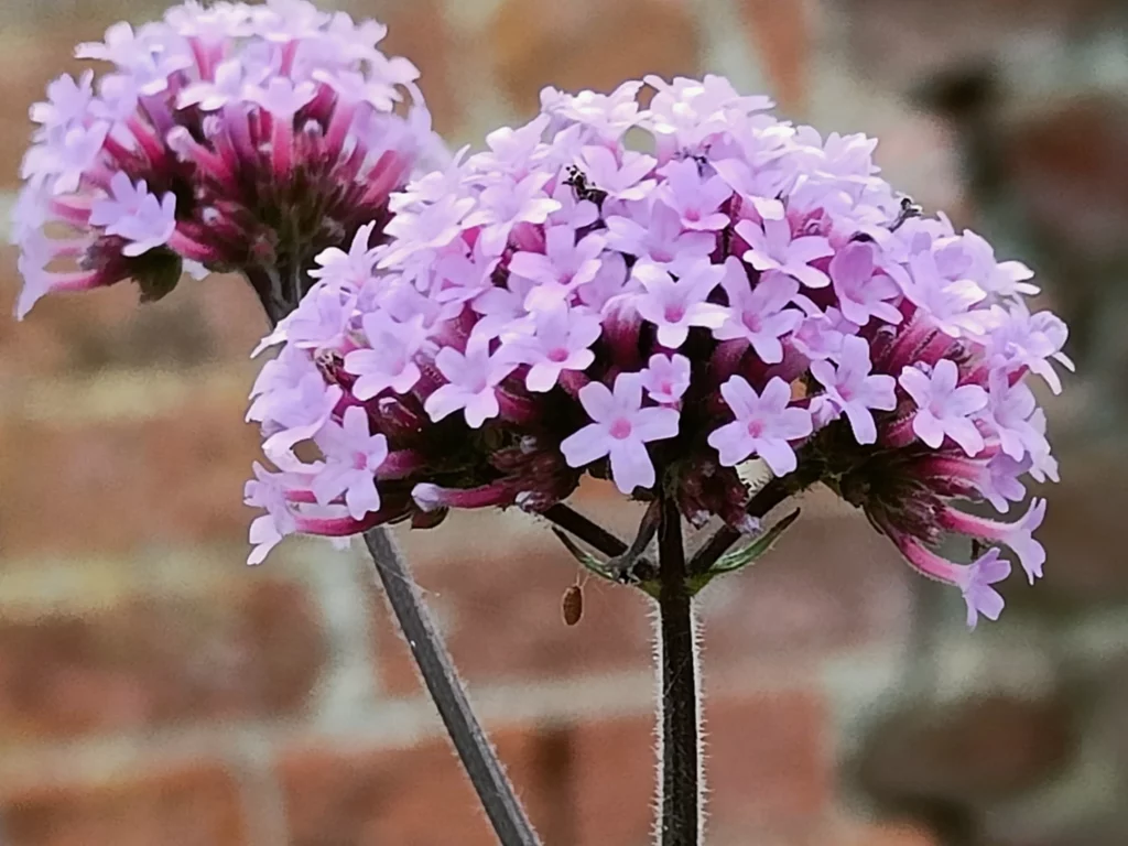 Close up of flower head with lots of tiny pink flowers