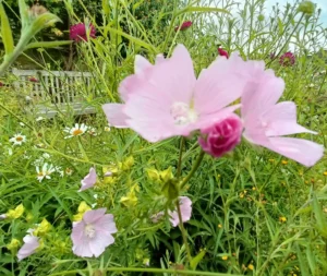 close up of two giant pink flowers in between grasses. Garden bench in the background