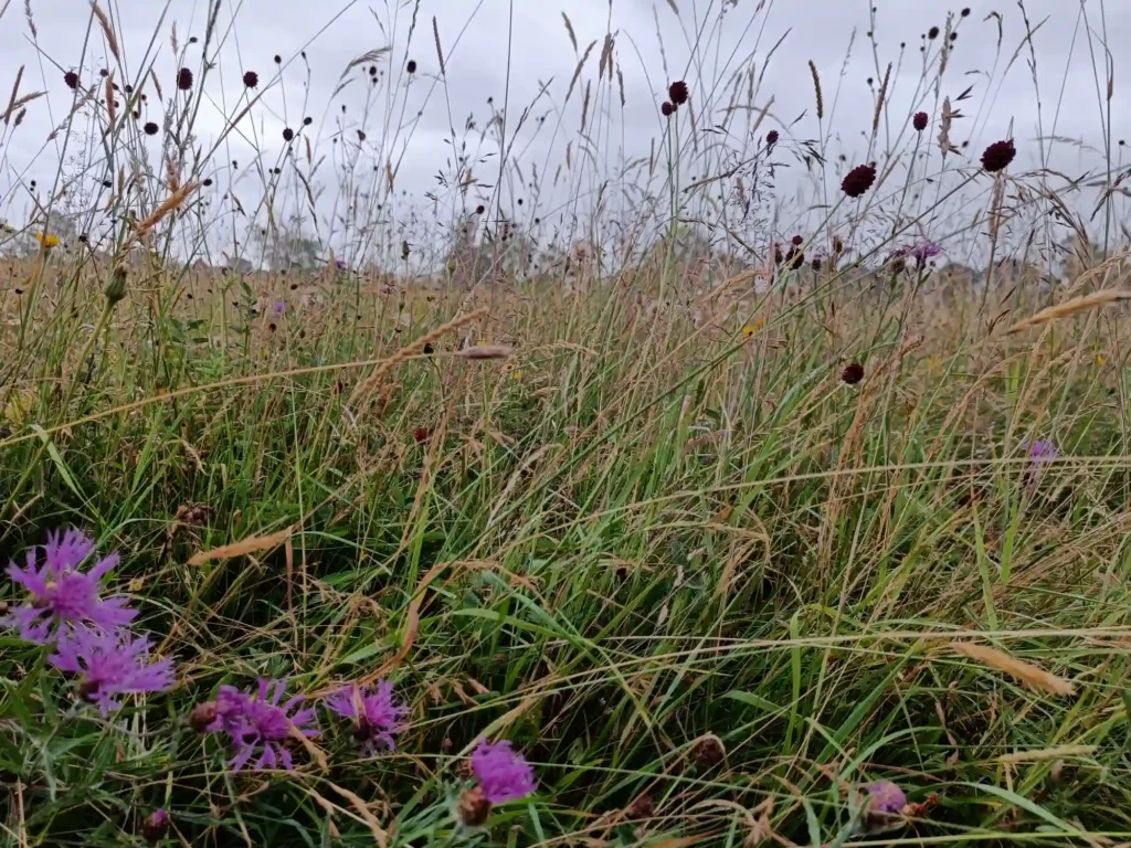 Wildflowers in field, taken at ground level. Trees and sky in distance