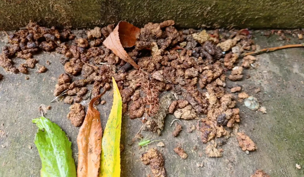 Lots of mammal droppings on a wooden raft. Three willow leaves in the foreground