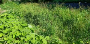 Overgrown canal bank and reeds in water