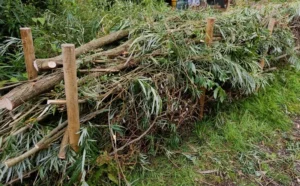 A willow dead hedge with fresh branches placed in between vertical stakes