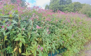 Densely growing and tall himalayan balsam on a bank