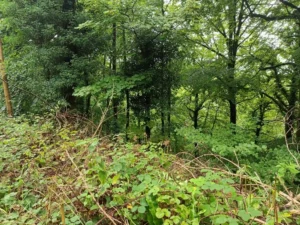 Steep slope of trees with lots of ground vegetation