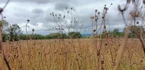 Brown Grassland meadow gone to seed with green fields in far distance