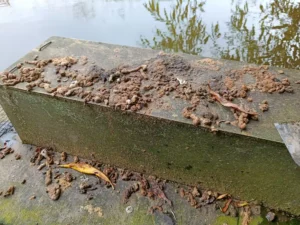 A raft in the river covered with mammal droppings