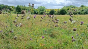 Tall wooly thistle plants in a meadow