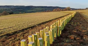 A field in a valley with a newly planted hedge, protected with square tubes