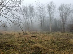 Grass clearing with slight fog and tall trees in the background