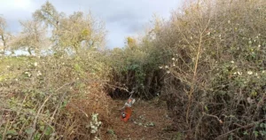 Brush cutter on the floor in a scalloped area of tall bramble