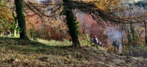 An autumn woodland with a man in orange helmet brush cutting the grassland