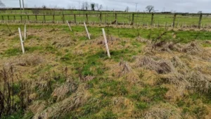 Orchard with young trees and very long grass