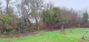 Fence posts in a line of the edge of a field in front of a wood