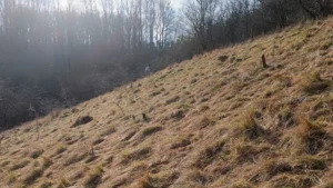 A steep grassland bank with a dense wood beyond