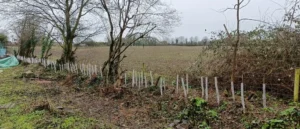 A row of hedge plants with canes and spiral guards