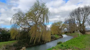 A willow tree just beginning to bud swaying next to a river