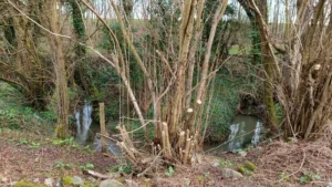 A half coppiced large hazel in front of a brook