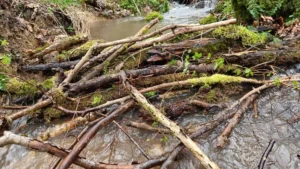 A dam across a small stream with many branches stacked across it