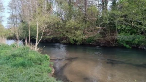 A river with wood edge on the far side