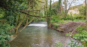 River with a small waterfall, overhanging branches and a house hidden behind to the right