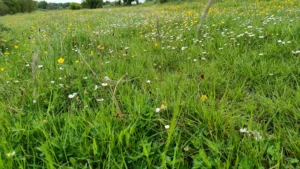 Close up of species rich grassland