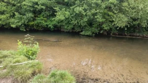 River with shallow clear water and green vegetation on other side of bank