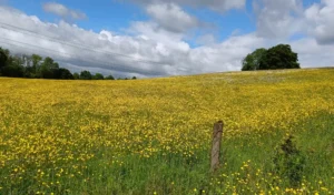 Meadow filled with buttercups sloping uphil toward a blue sky