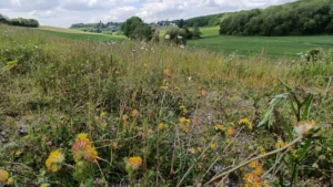 Close up of species rich grassland in a valley with buildings and a wood in the distance