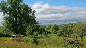 Orchard with tall old pear tree in background and docks, long grass in foreground