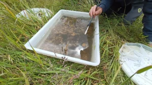 A tray of river water on a field with a man's hand dipping a small brush into it