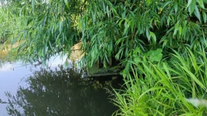 A willow hanging over a river bank with a monitoring raft just peeking underneath