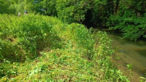 A river bank with a dense clump of Himalayan Balsam, some of it pulled and on the floor.