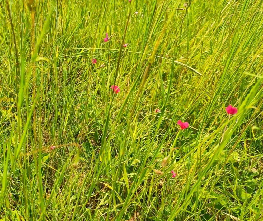 Small pink flowers in between masses of grass