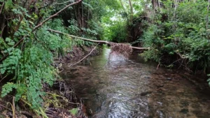 A river with lots of tall vegetation each side and a branch above the river between the banks