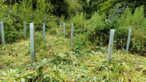 Heaps of pulled himalayan balsam laying on the floorand young trees with tree guards in between