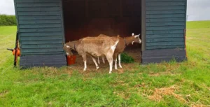 Two goats in front of a shelter in a field, facing away from each other