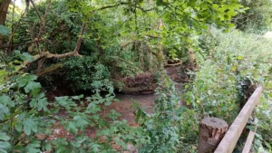 An overgrown river bank